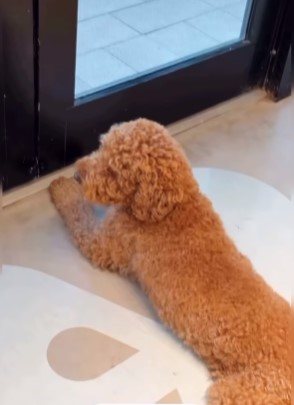 Después de anunciar su divorcio Ana Patricia Gámez sube fotos con su perro y deja un mensaje que dejó a muchos a pensar 13 ana4 SOY CHALUPA