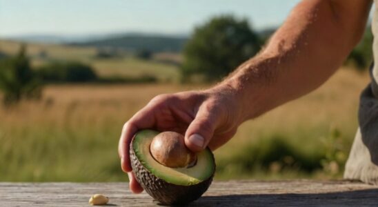 No tires la semilla del aguacate: así preparan la bebida con jamaica, canela y clavo